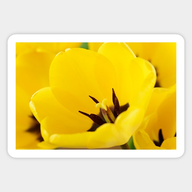 Tulipa  'Golden Apeldoorn' Darwin Hybrid Group  Tulip Sticker by chrisburrows